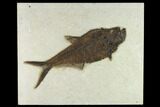 Fossil Fish (Diplomystus) - Inch Layer, Green River Formation #132867-1